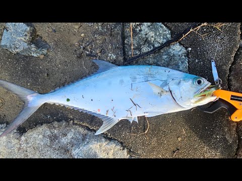 23 SHIMANO VANQUISH C3000-XG| BIG TAKE QUEENFISH 💥 💥| 🇸🇬