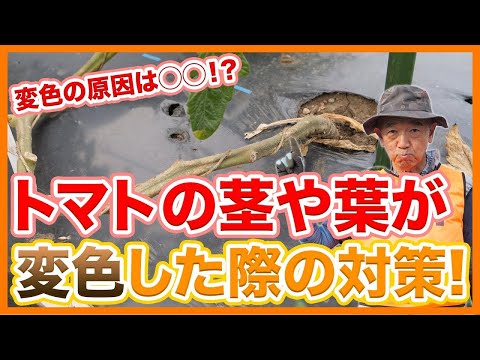 トマト: 苗の葉が黄色くなっているのはなぜですか?何をするか？  庭園