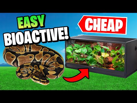 Bioaktive Königspython-Anlage für kleines Geld
