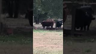 It may be foggy but that does not stop the girls #cow #farming #farmlife #shorts