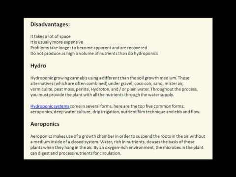Growing marijuana in soil vs  Hydroponic Systems