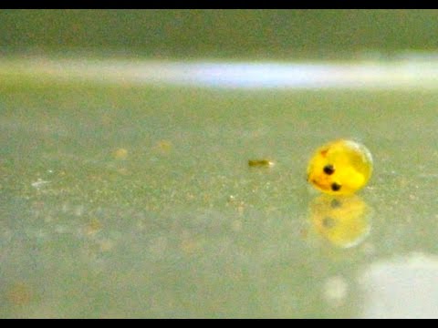 Lanalisi su un lyambliya e su un serbatoio Il helminths produzione di cistite