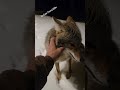 FREE FOREST PUPPY!🐺 #coyote #weavethecoyote #wildlife #nature #new #cute #animals #snow #wolf