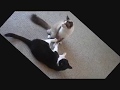Snowshoe And Tuxedo Cats Play Fight Boys Will Be Boys