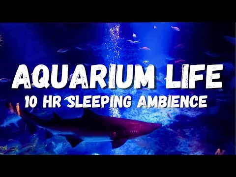 Sea aquarium sleeping ambience, lots of fish, underwater ASMR, stress relief, Underwater ambience