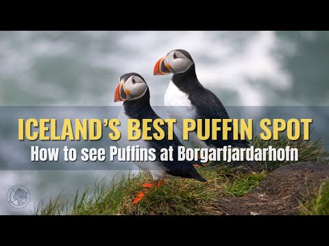 Der beste Ort, um Papageientaucher in Island zu sehen: Borgarfjardarhofn