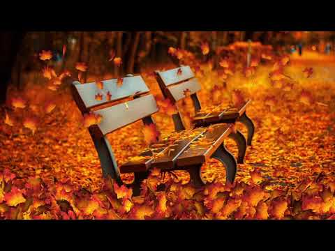 autumn forest - the relaxing sound of birds singing in the autumn forest