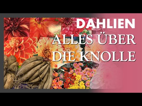 , title : 'Dahlien vorziehen 🌼🌸🌺 Dahlien pflanzen, Dahlien pflegen und wie man eine Dahlien Knolle teilt...'