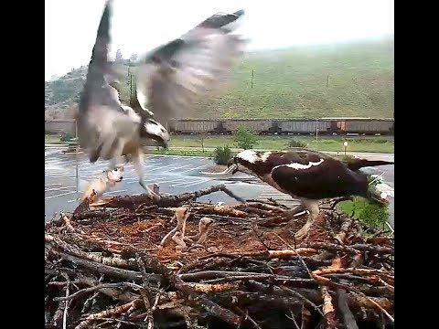 Hellgate ospreys 6 14 17 625am whale of a fish delivered by Louis