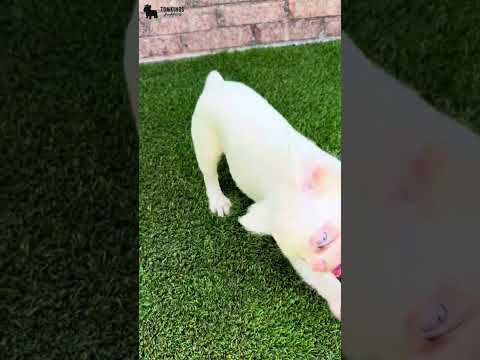 Video 3