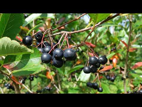 Zdrowotna nalewka z owoców aronii ( z imbirem ).