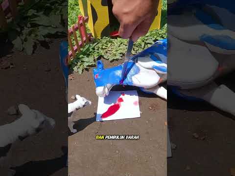 Sapi Kurban Bangkit Lagi Setelah Disembelih!