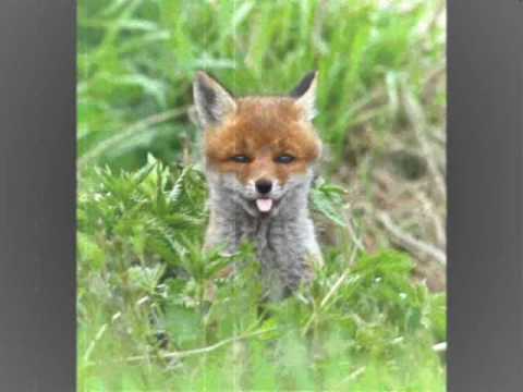 Gintare Karaliunaite - Lapes Uodegele