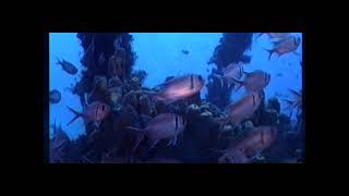 De-Phazz - Anchorless (2002 Pure Atmosphere Volume 02 DVD video)