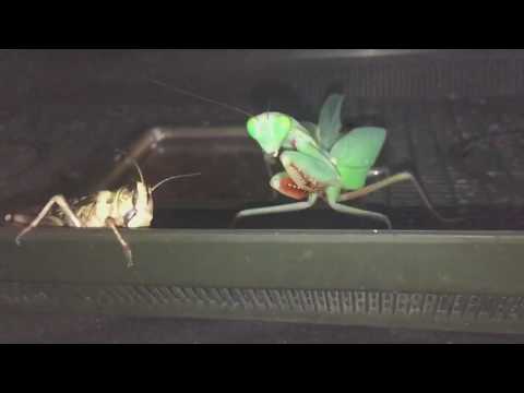 Adult Female Hierodula Majuscula Giant Rain Forest Mantis Large Locust Feeding