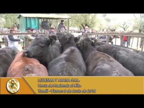 08-06-18 Venta de Hacienda al Kilo - Ledesma y Arana S.R.L. - Tandil.