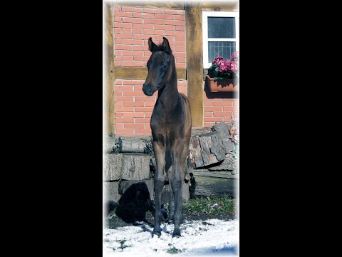 Zackerey x Dante Weltino "Zeremonien-Meister" Hengst/colt born 02.23