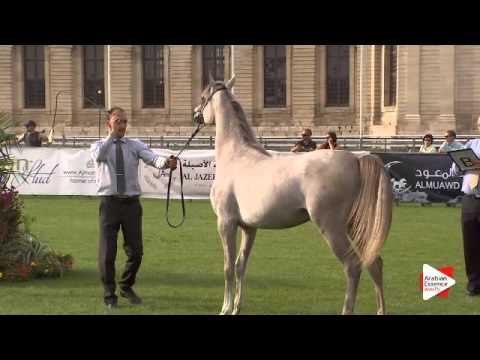 N.73 FOREVER DAVINCIO - Chantilly 2015 ABCE - Colts 1 year old (Class 6B)