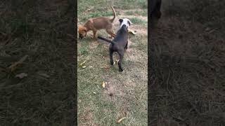 Video preview image #1 Mutt Puppy For Sale in Stephens City, VA, USA