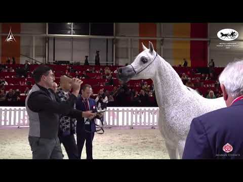 N 63 D AZIZA   World Arabian Horse Championship 2022   PARIS   Senior Mares Section B Class 3B