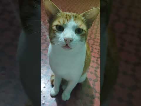 cutie pie 😁 cat memotwo