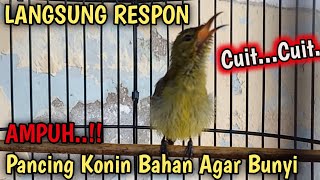 Download lagu CUITAN KONIN GACOR, PANCINGAN KONIN AGAR BUNYI, KONIN IJOAN BELAJAR BUNYI, KELAS KICAU #2 mp3