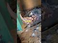 Kabutar Sad Stetus Video Tik Tok Video Pigeon Kabutar Shorts