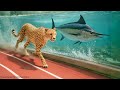 Cheetah Vs Fastest Fish 3D Speed Comparison
