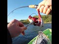 Video Thumbnail for Huge RAINBOW TROUT Caught! This Was INSANE #Shorts