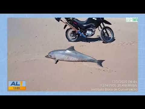 Golfinho é encontrado morto na praia da Barra de Santo Antônio - 17/11/25