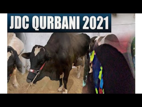 #eidulazha #jdc #eid2021 JDC Foundation | Qurbani Baraye Mustahikeen | Cattle Farm | Sabika Zehra