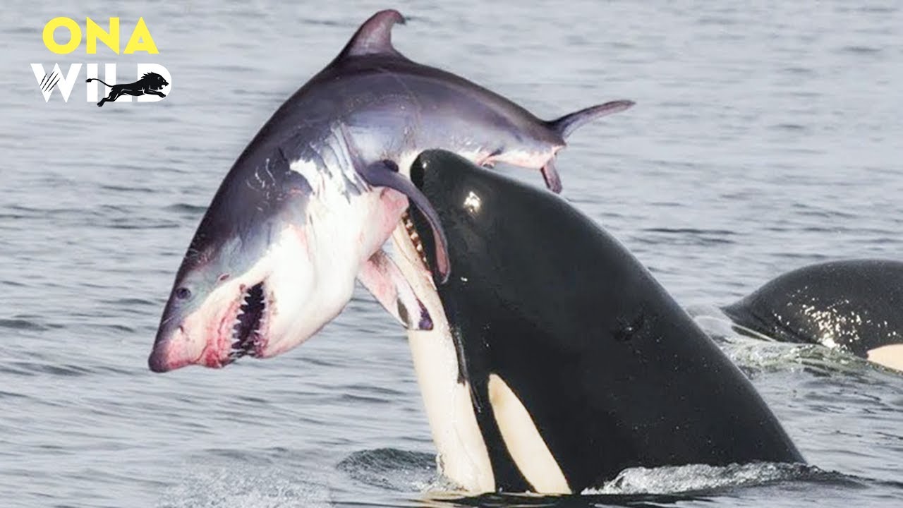 ANTARCTICA – ORCA LORDS OF THE DEEP | Episode 2 | #AnimalDocumentary