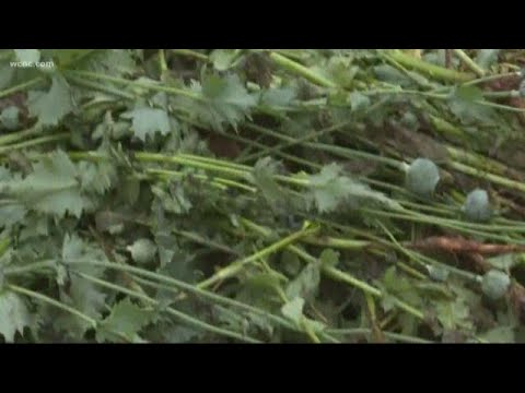 Charges dropped after massive 2017 drug bust