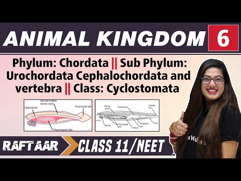 Animal Kingdom 06 || Phylum: Chordata II Class: Cysclostomata || Class 11/NEET | RAFTAAR
