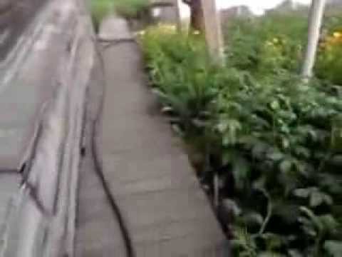 Ai tu não queres ir para casa?....Ai vais, vais.....