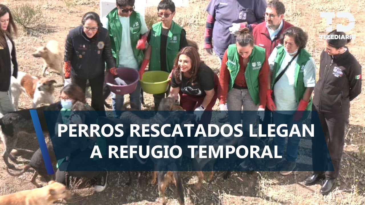 Brugada acude a lugar donde fueron trasladados los perros rescatados del refugio Franciscano