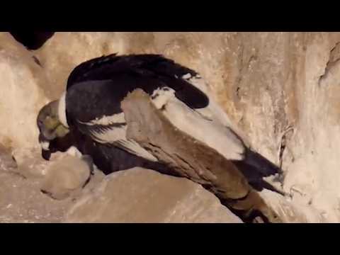 Así es el DOCUMENTAL CORDOBÉS sobre el nacimiento de "SUYAI", un pichón de CÓNDOR