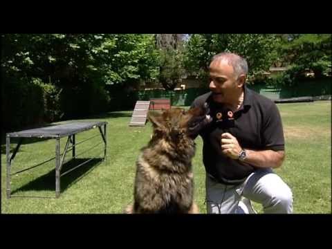 Antena 3 TV. Video Marino Holgado sobre Aris, perro Guardia Civil rastreador de dinero. 4-07-2013