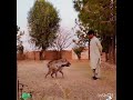 Striped Hyena In Pakistan