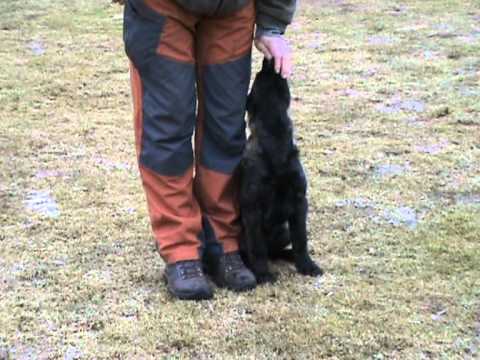 Enny z údolí Úpy - obedience