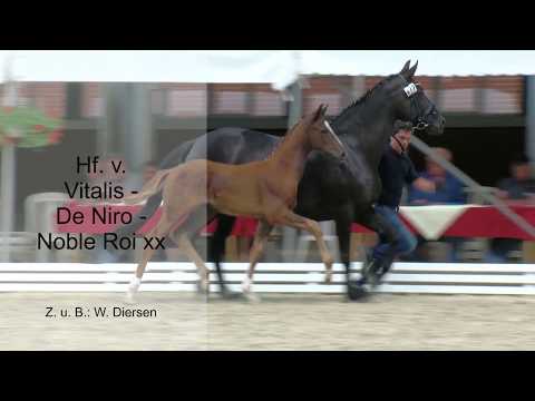 Hf v Vitalis x De Niro x Noble Roi xx 2019
