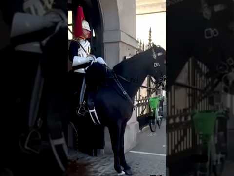 BRILLIANT King s Guard helps horse as he takes a pee / London Tourists / Kungs Guards Horse #shorts