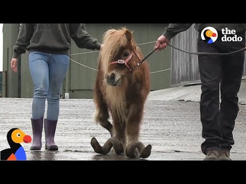 El caballo abandonado Poly apenas podía caminar - Tráiler del episodio 3 | The Dodo: Comeback Kids