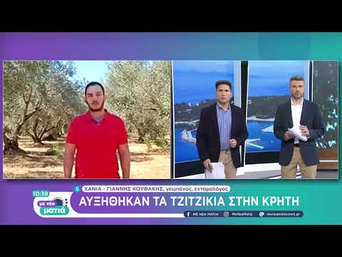 Αυξήθηκαν τα τζιτζίκια στην Κρήτη | 16/7/22 | ΕΡΤ