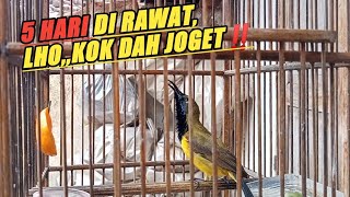 Download lagu Update on the results of the lured sogon‼️It turns out that making a sound sogon is easy👍😁 mp3