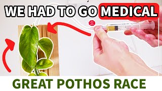 The Great Pothos Race Month 3 ( ITS SERIOUS )
