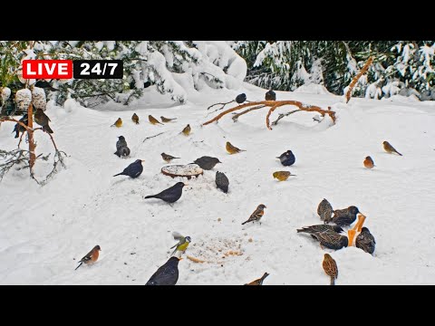🔴 24/7 LIVE CAT TV NO ADS😺 Lots of Birds in Snow for Cats to Watch and Slap