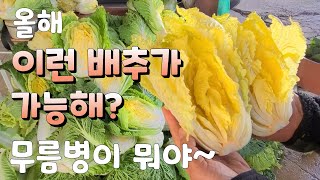올해 이런 김장배추가 가능해? 무름병이 뭐야 ?