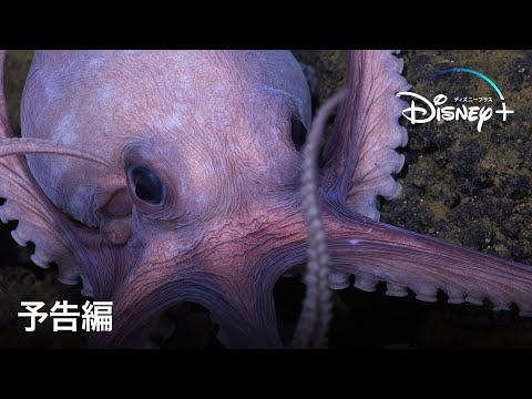 予告編（字幕版）