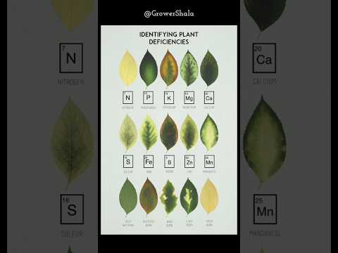 Nutrient Deficiency Symptoms on Leaves #GrowerShala #plants